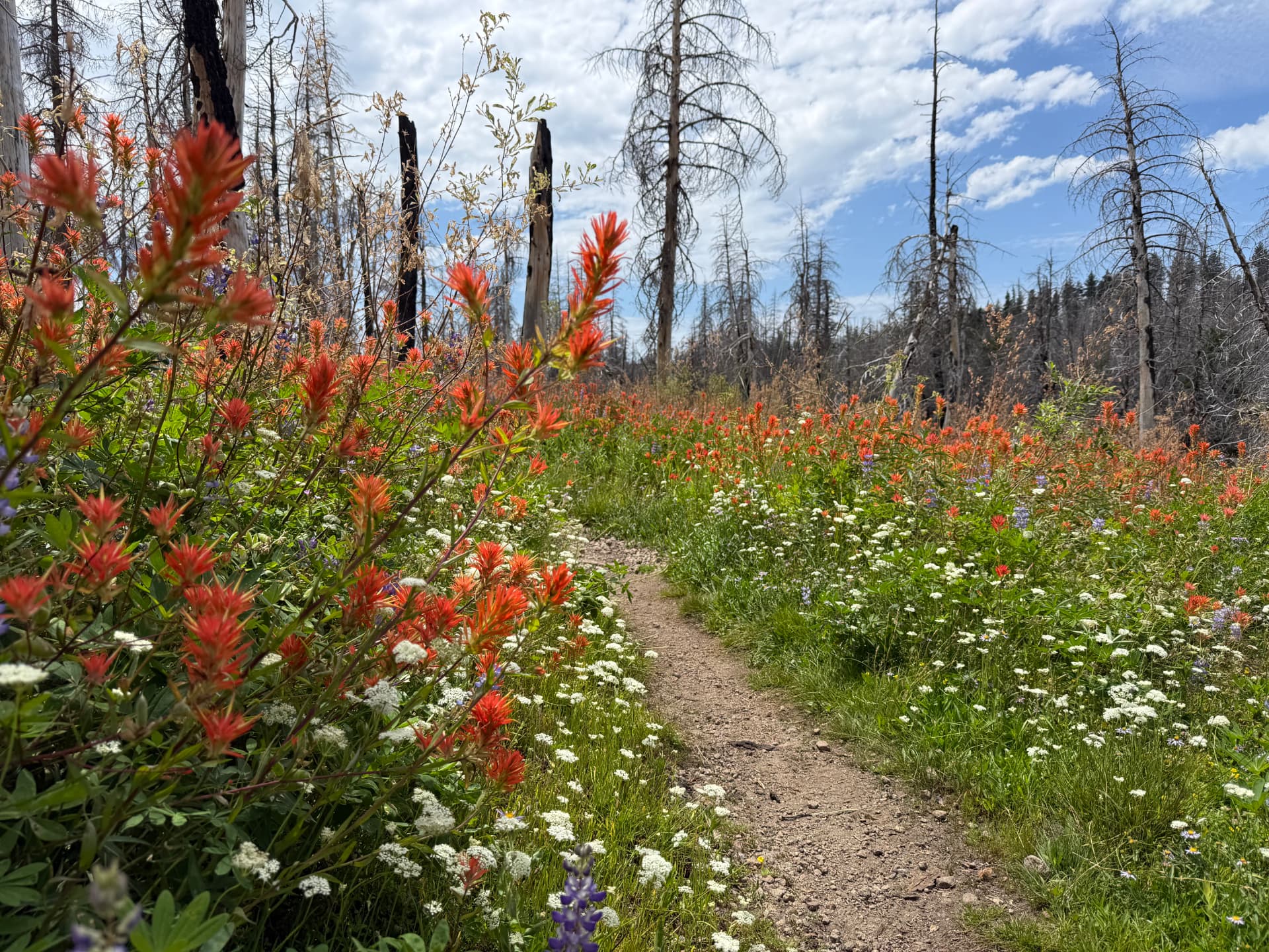 A narrow trail winding through a meadow of red paintbrush and white wildflowers