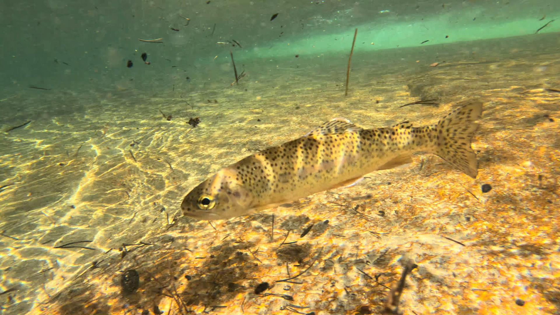 A spotted rainbow trout hovering over a sandy streambed