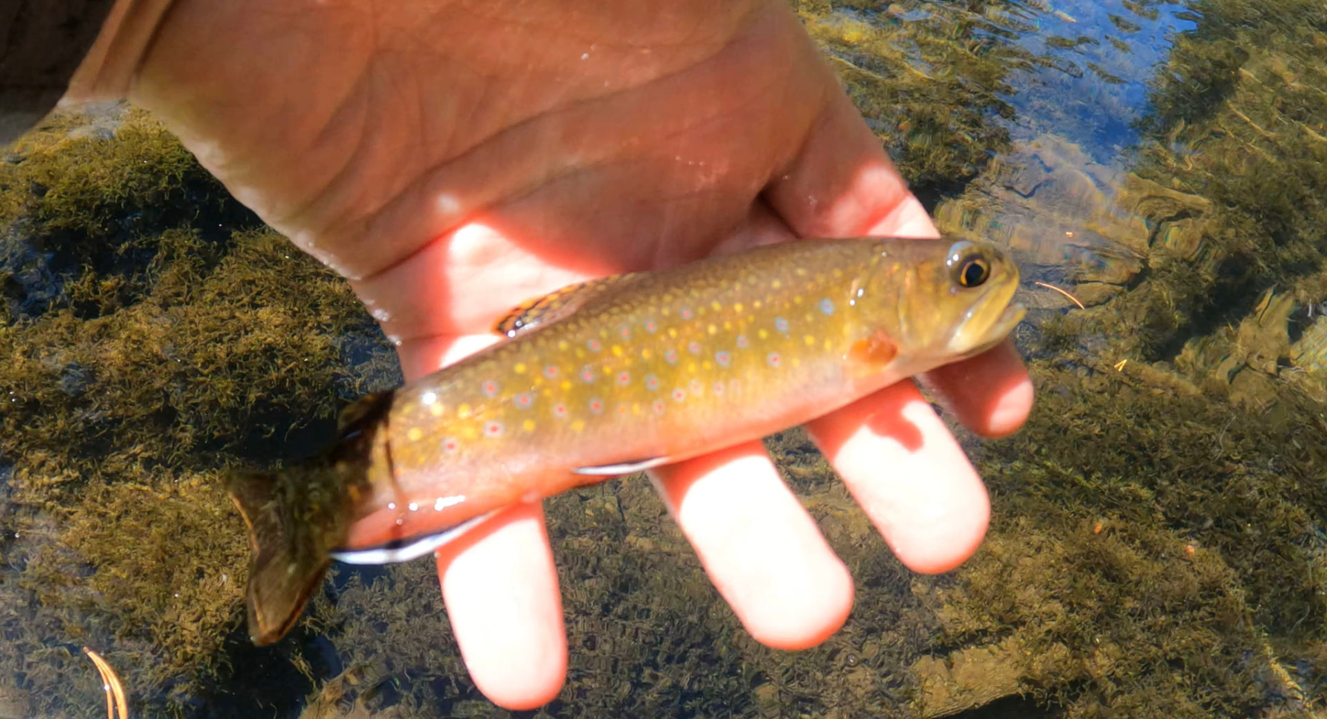 Minaret Creek