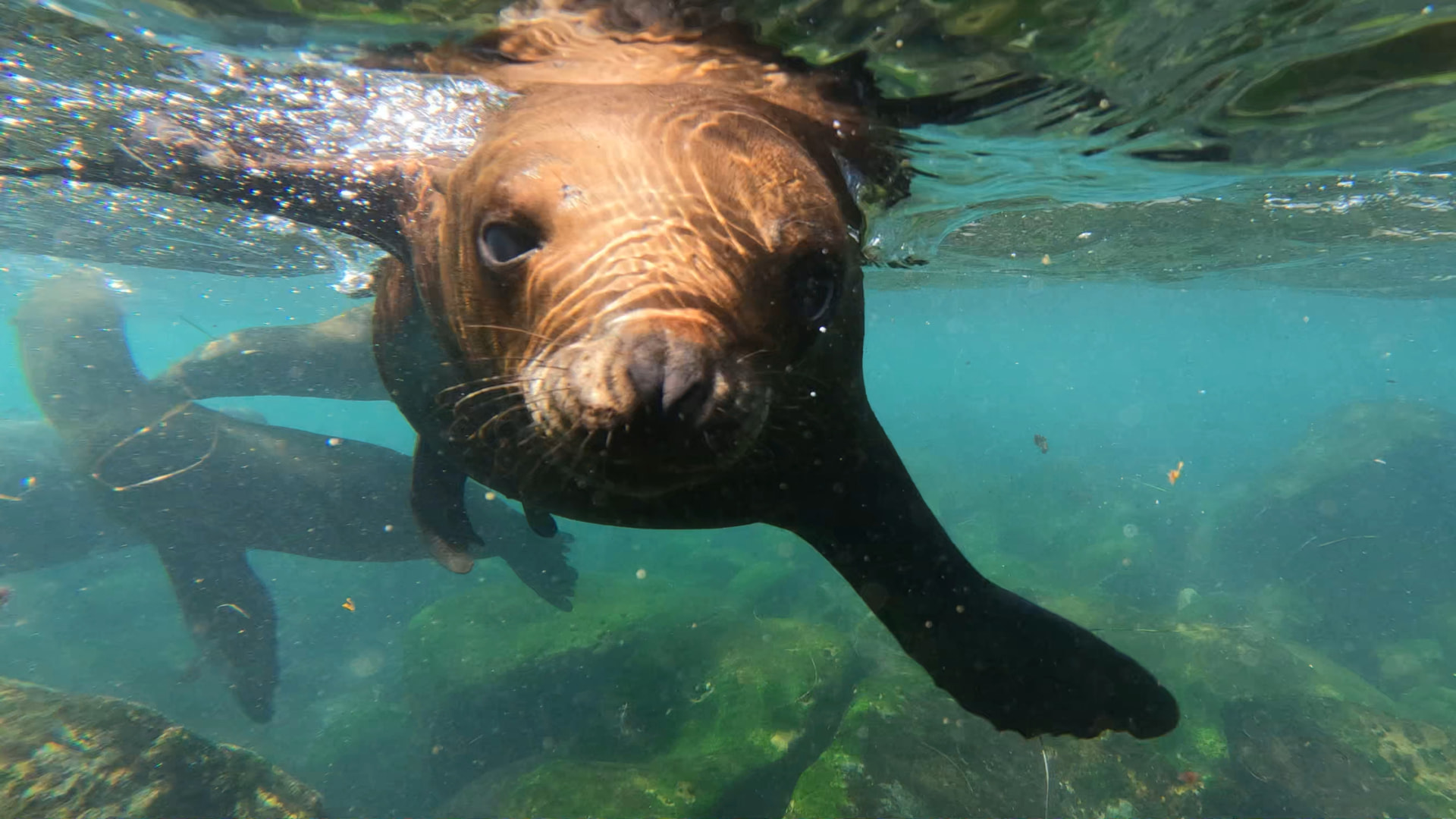 A curious sea lion swimming underwater in La Jolla