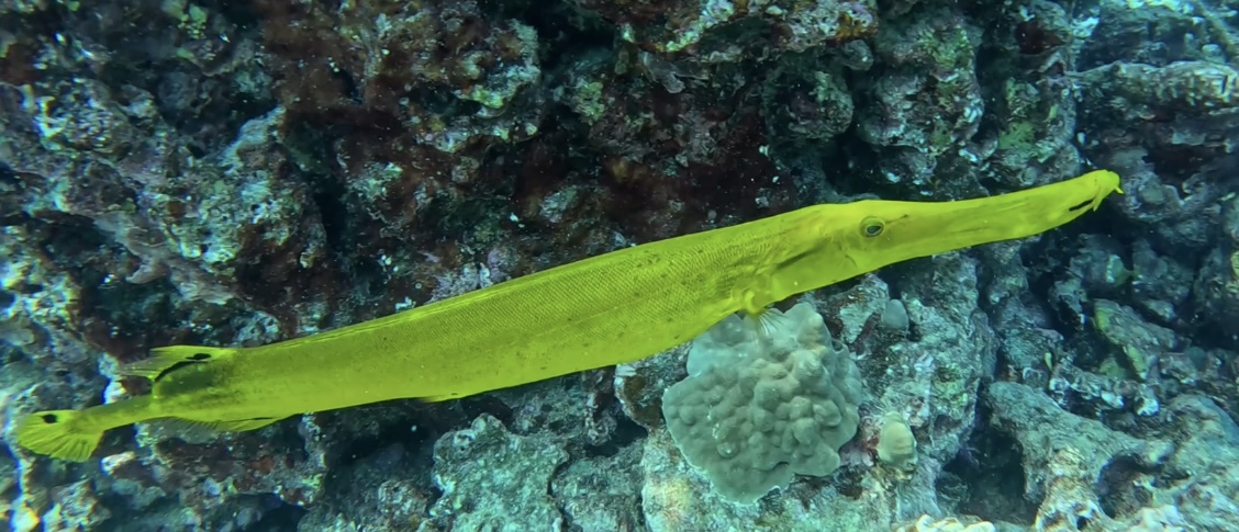 A bright yellow needlefish swimming over a coral reef